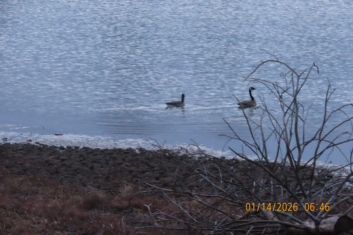 Canada Goose - ML648932254