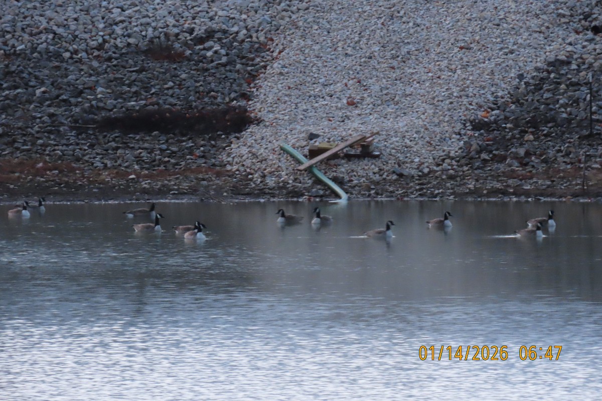 Canada Goose - ML648932255