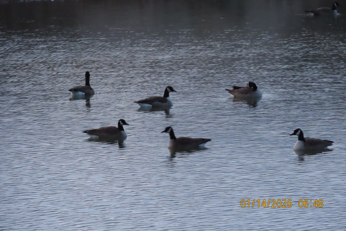 Canada Goose - ML648932256