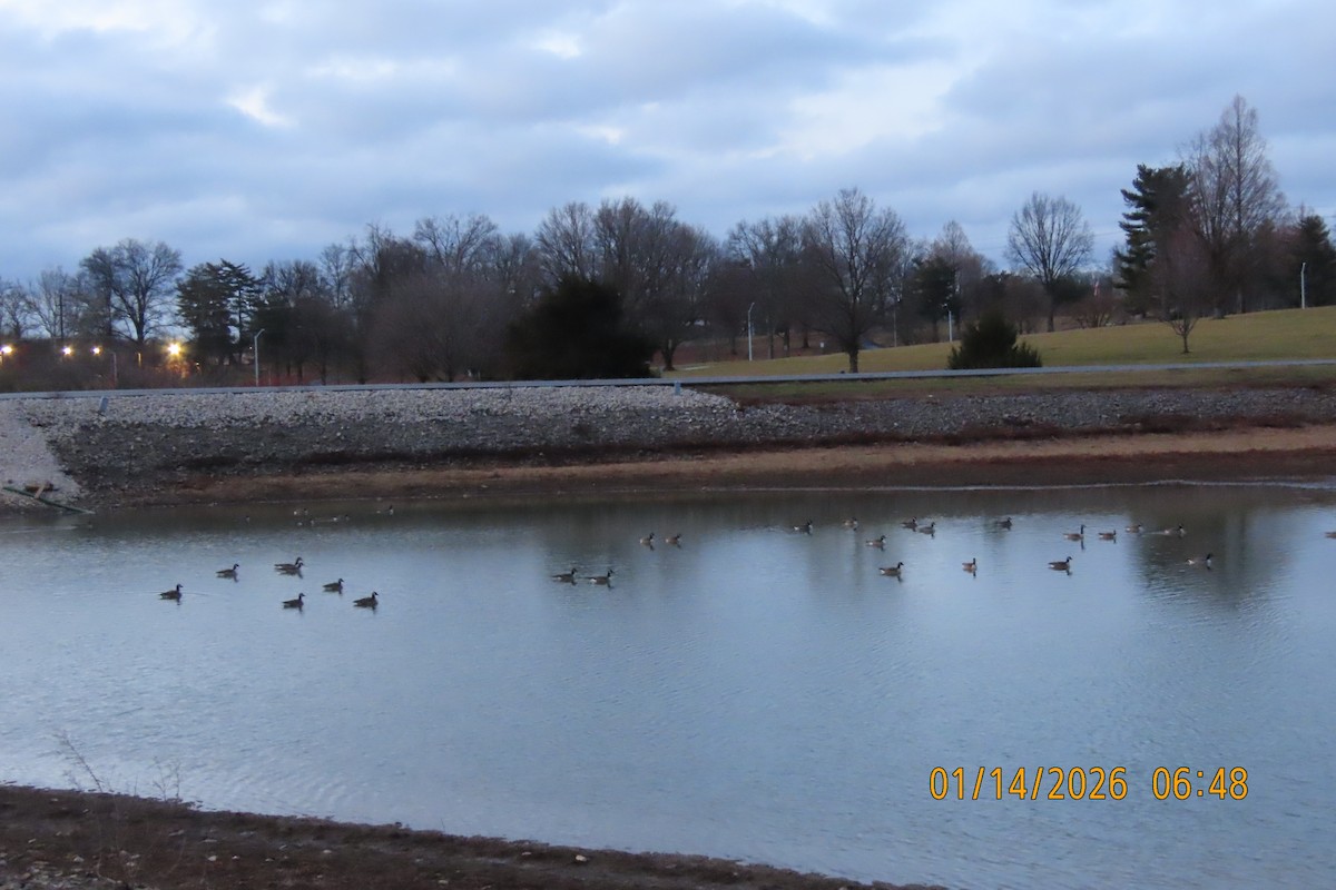 Canada Goose - ML648932257