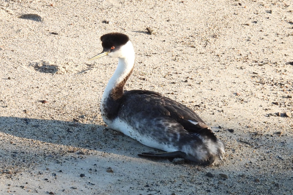 Western Grebe - ML648932303