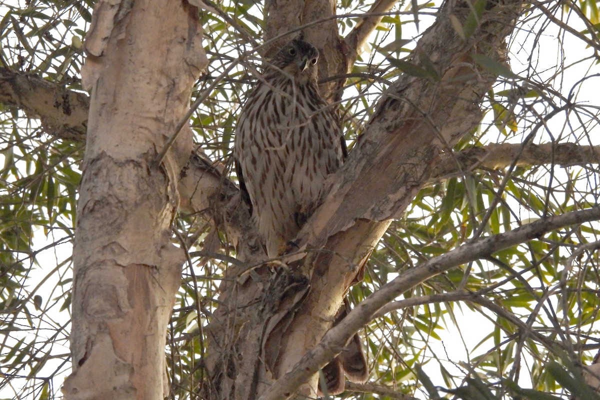 Cooper's Hawk - ML648932333