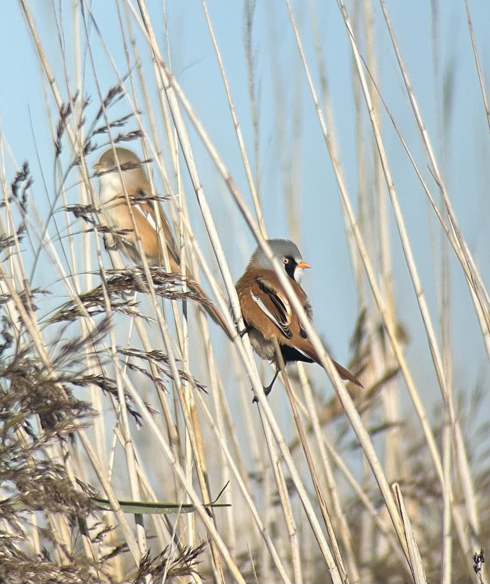 Bearded Reedling - ML648932335