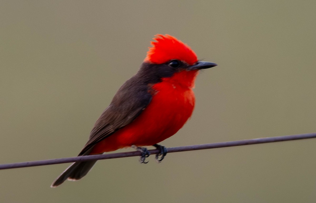 Vermilion Flycatcher - ML648932337