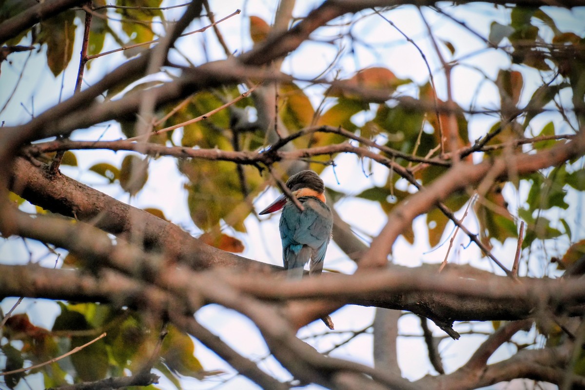 Stork-billed Kingfisher - ML648932338