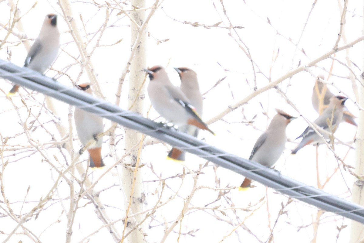 Bohemian Waxwing - ML648932340
