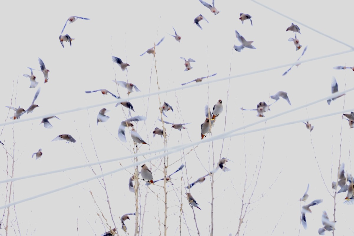 Bohemian Waxwing - ML648932341