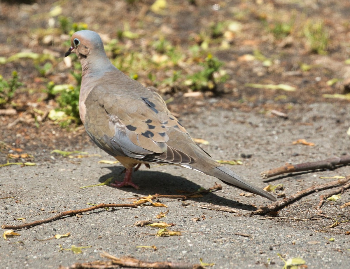 Mourning Dove - ML648932342