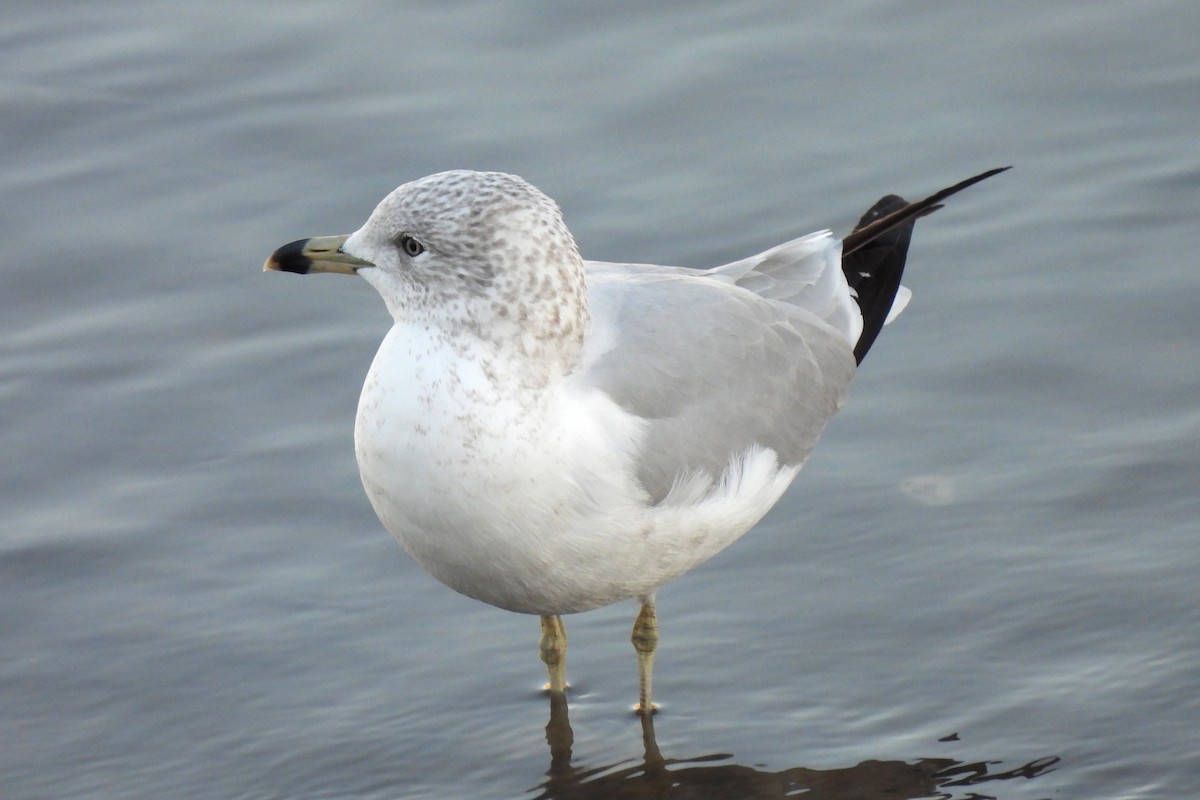 Ring-billed Gull - ML648932343