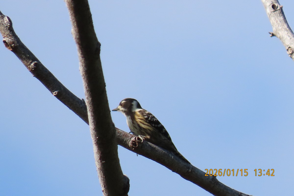 Japanese Pygmy Woodpecker - ML648932344