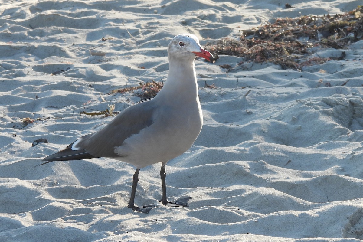 Heermann's Gull - ML648932346