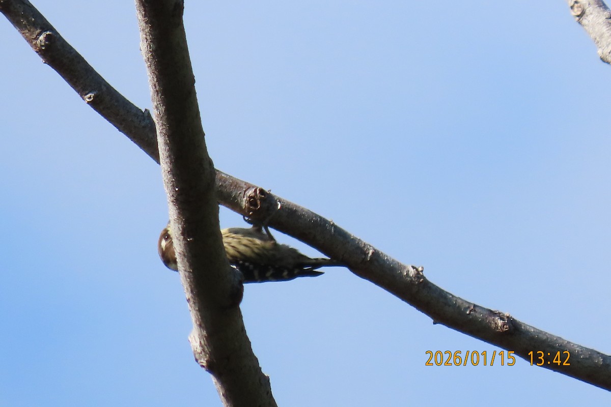 Japanese Pygmy Woodpecker - ML648932347