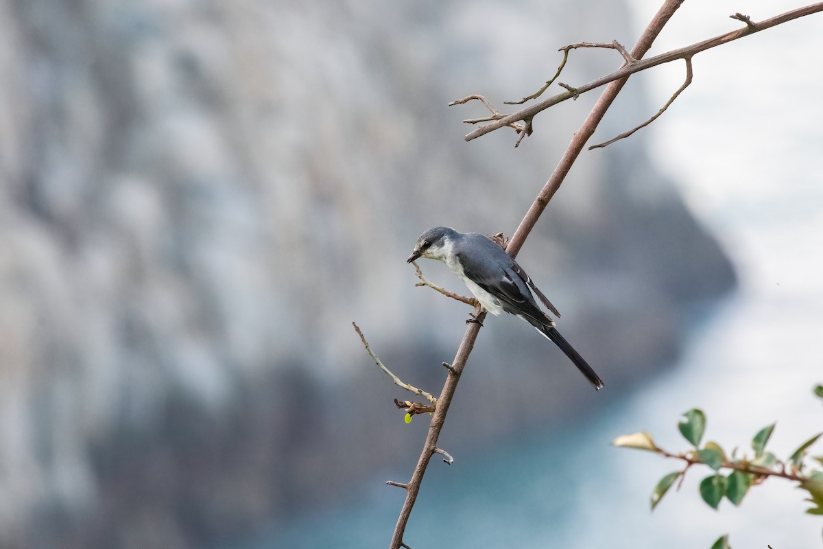 Ashy Minivet - ML648932349