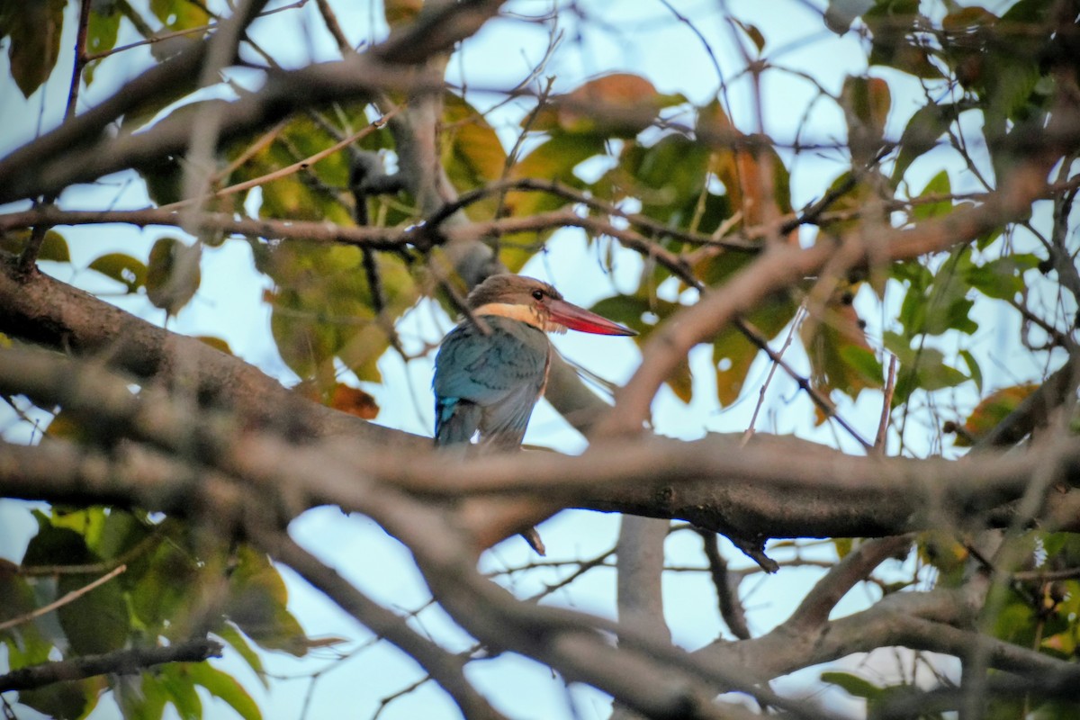Stork-billed Kingfisher - ML648932350