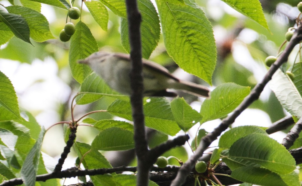 Eastern Warbling Vireo - ML648932351