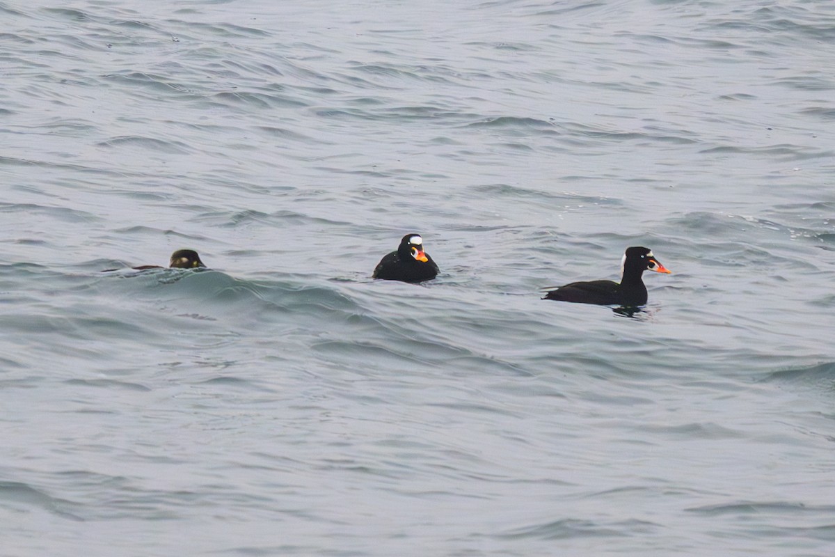 Surf Scoter - ML648932352
