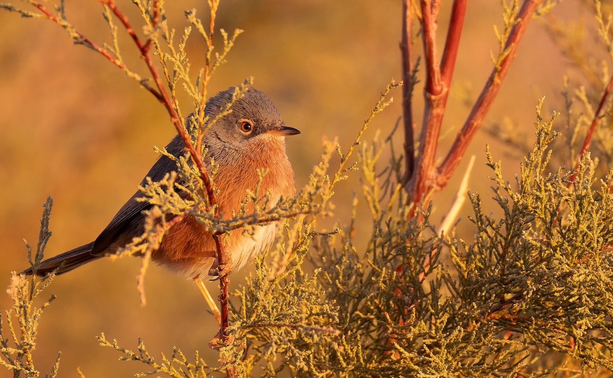 Tristram's Warbler - ML648932356