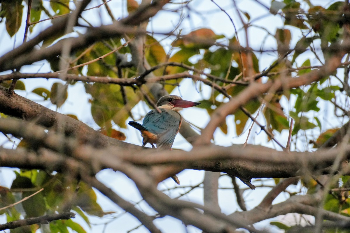 Stork-billed Kingfisher - ML648932357