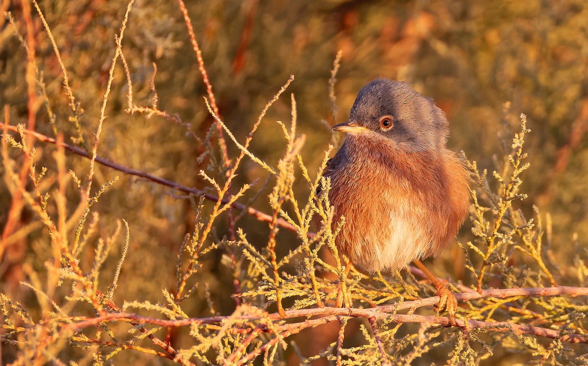 Tristram's Warbler - ML648932358
