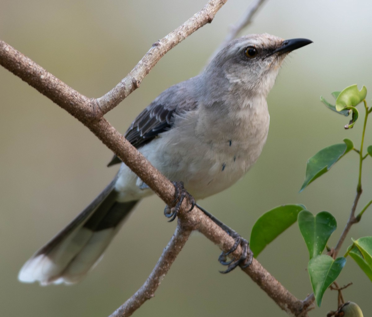 Tropical Mockingbird - ML648932365