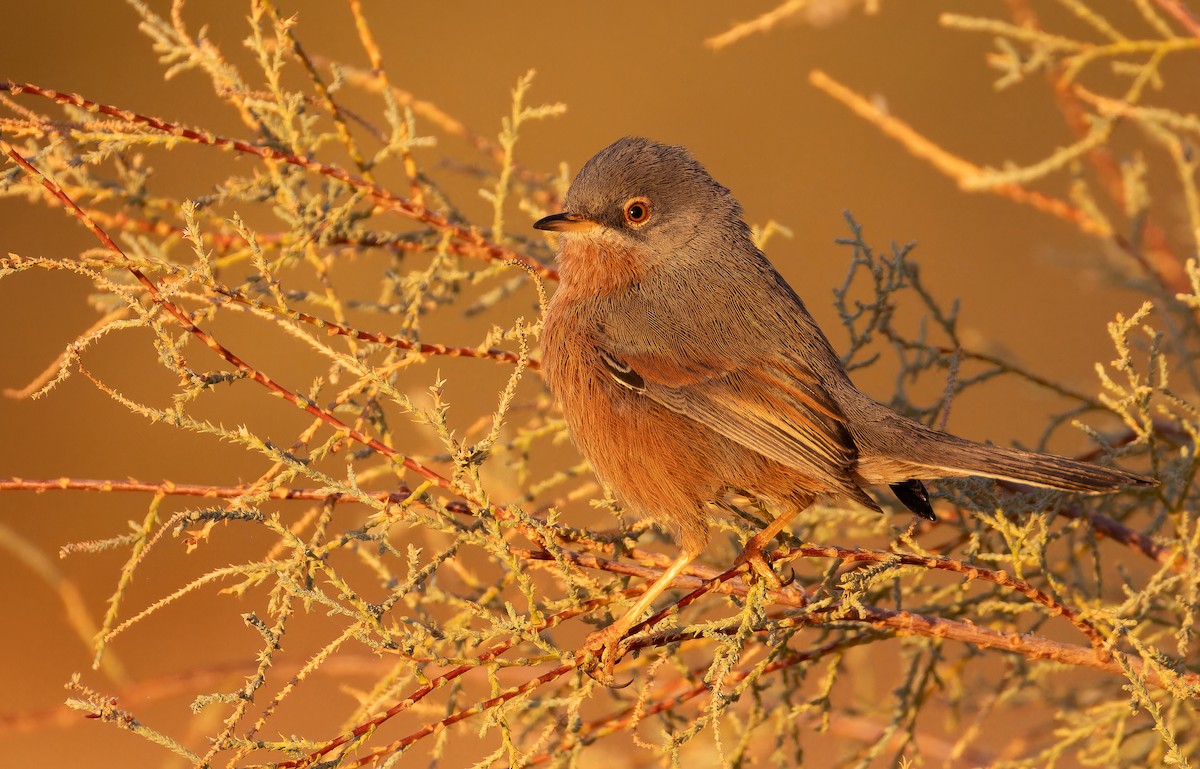 Tristram's Warbler - ML648932367
