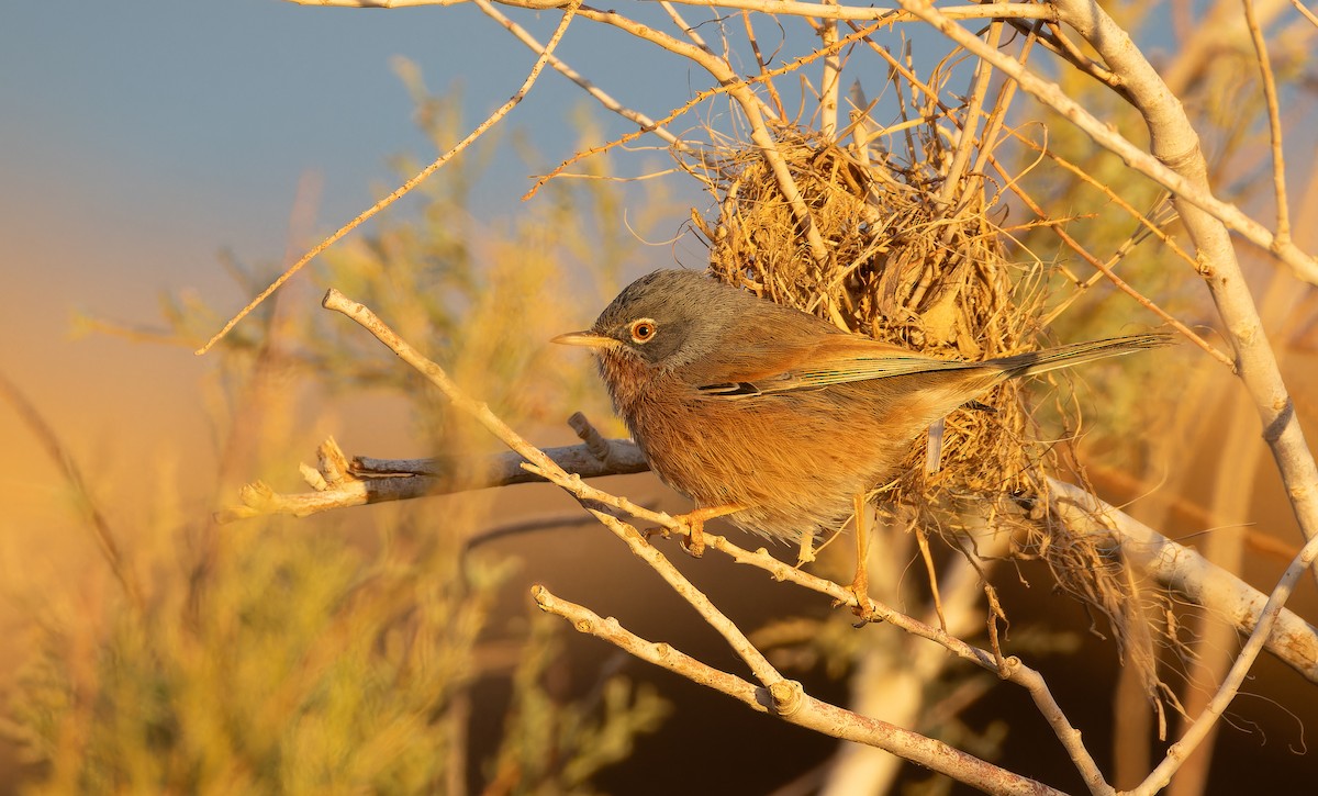 Tristram's Warbler - ML648932368