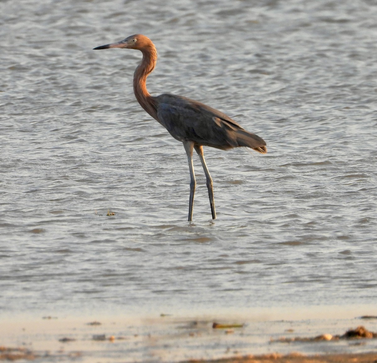 Reddish Egret - ML648932452