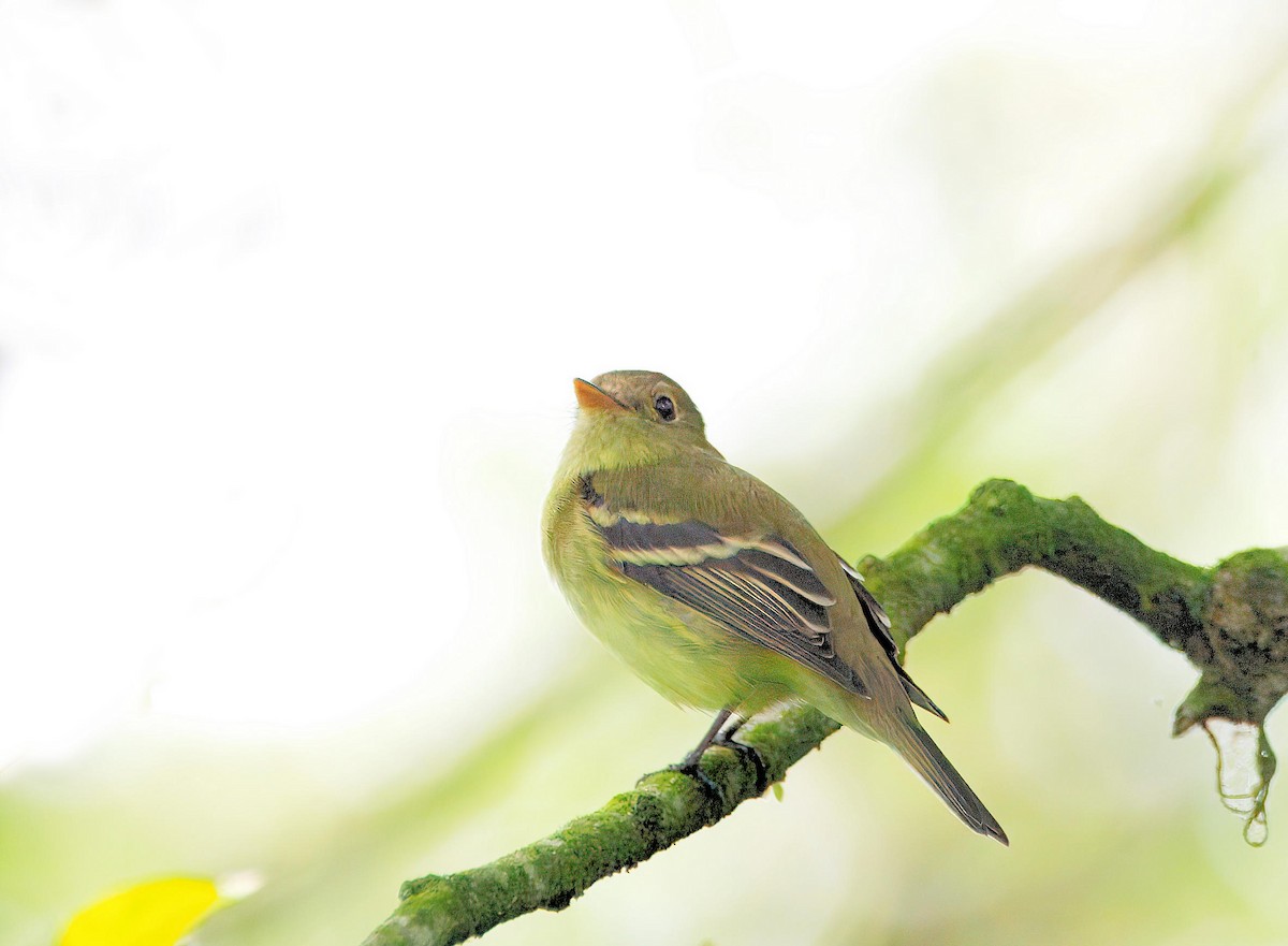 tyranovec žlutobřichý - ML648932794