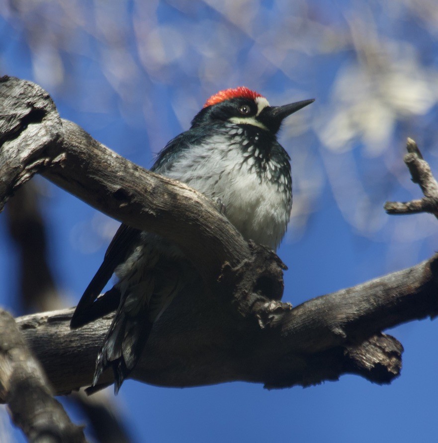 eikespett - ML648933046