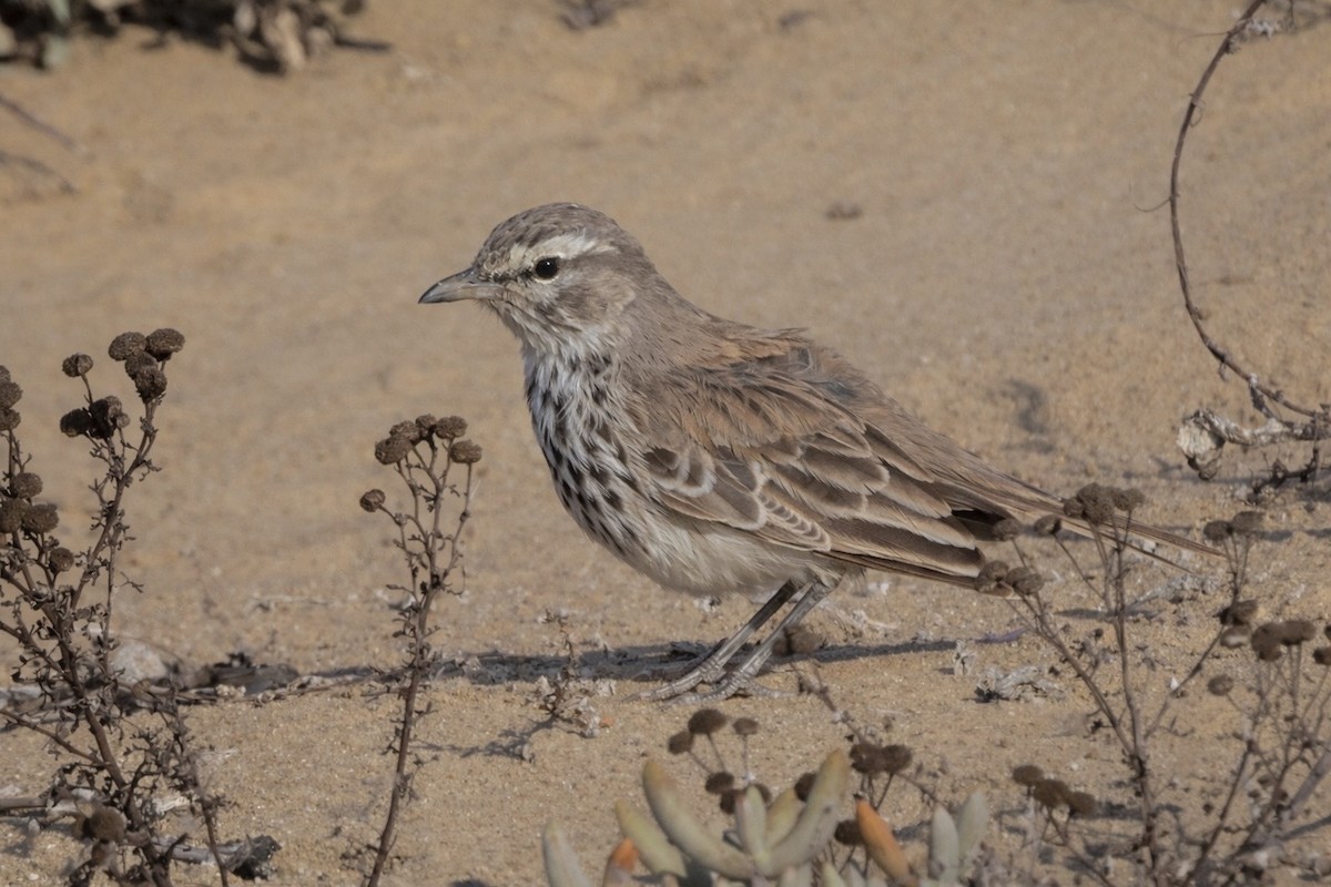Dune Lark (Coastal) - ML648933059