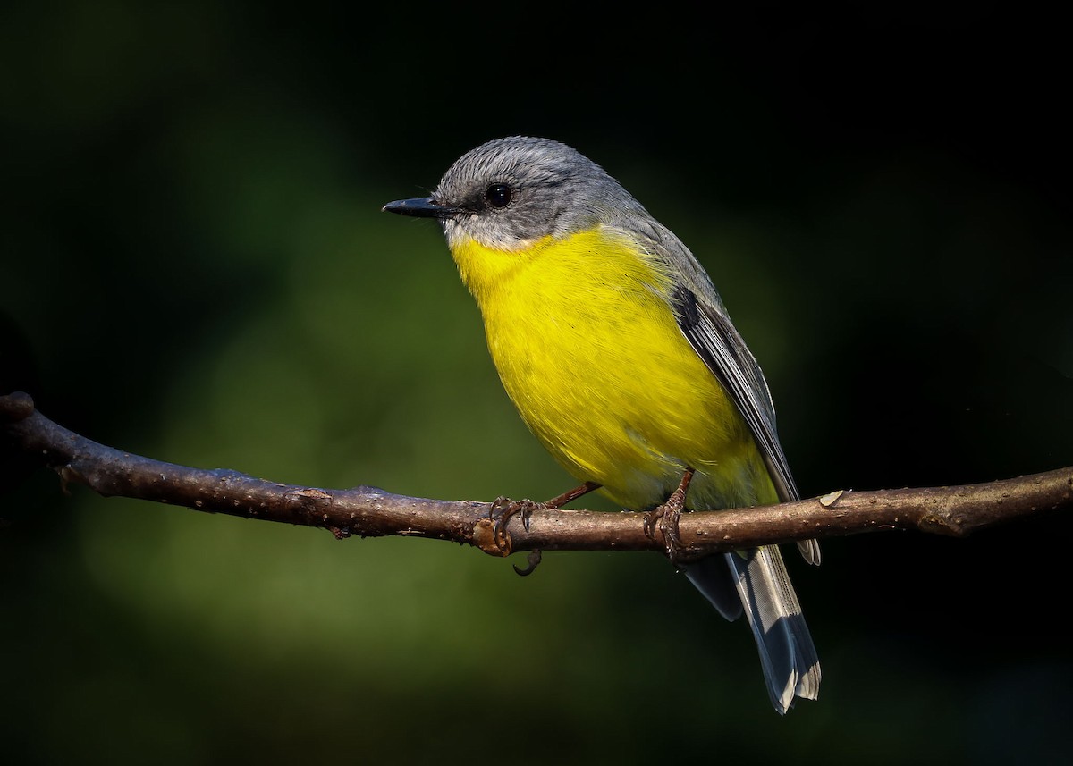 Eastern Yellow Robin - ML64893321