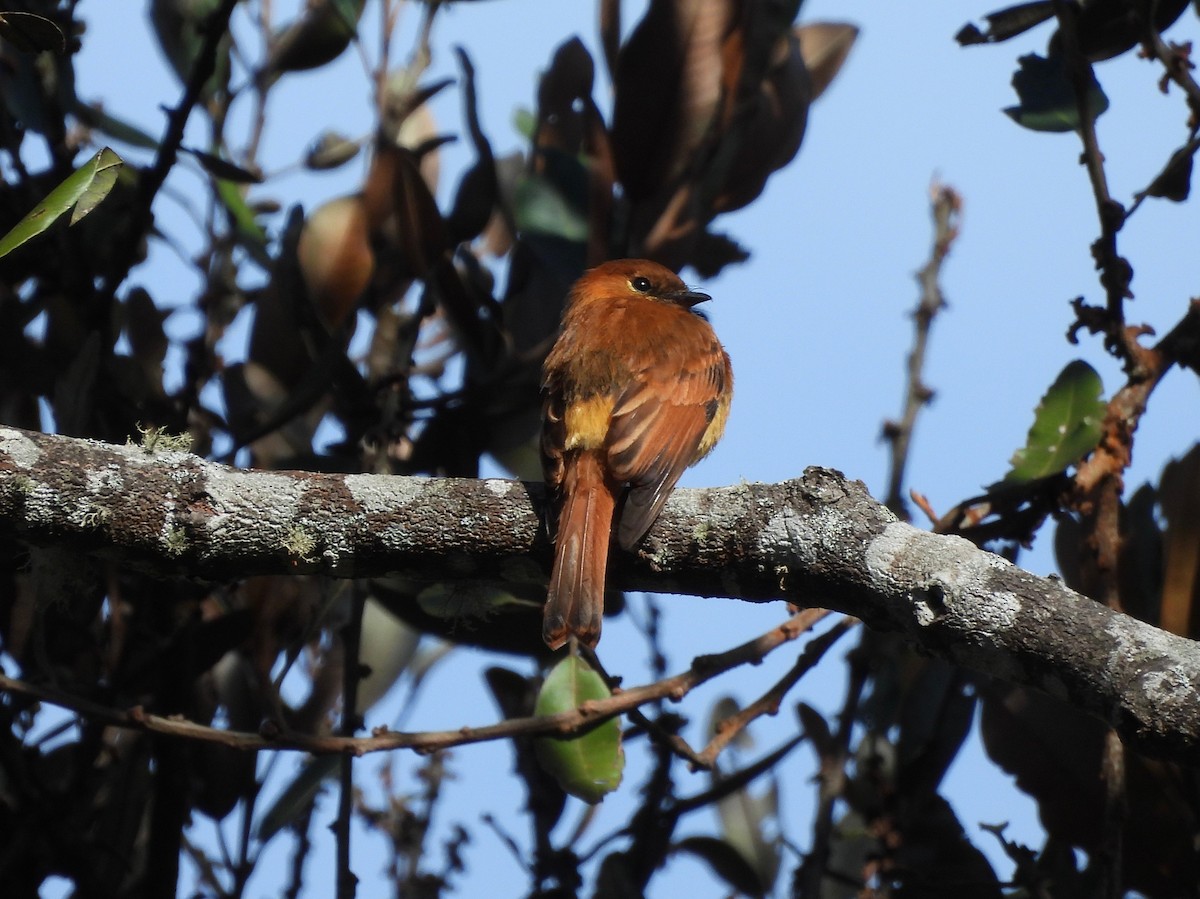 Cinnamon Flycatcher - ML648933266