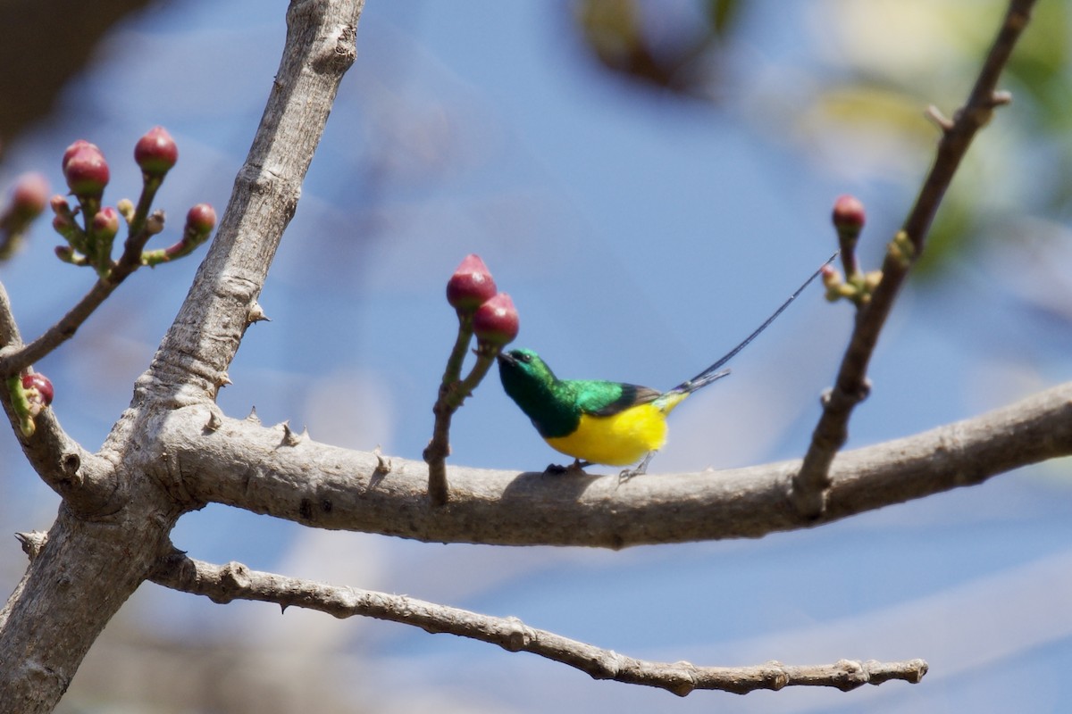 Küçük Nektarkuşu - ML648933348