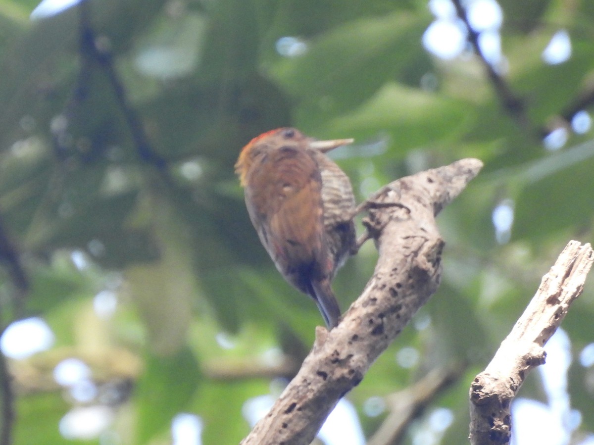 Kırmızı Belli Ağaçkakan - ML648933349