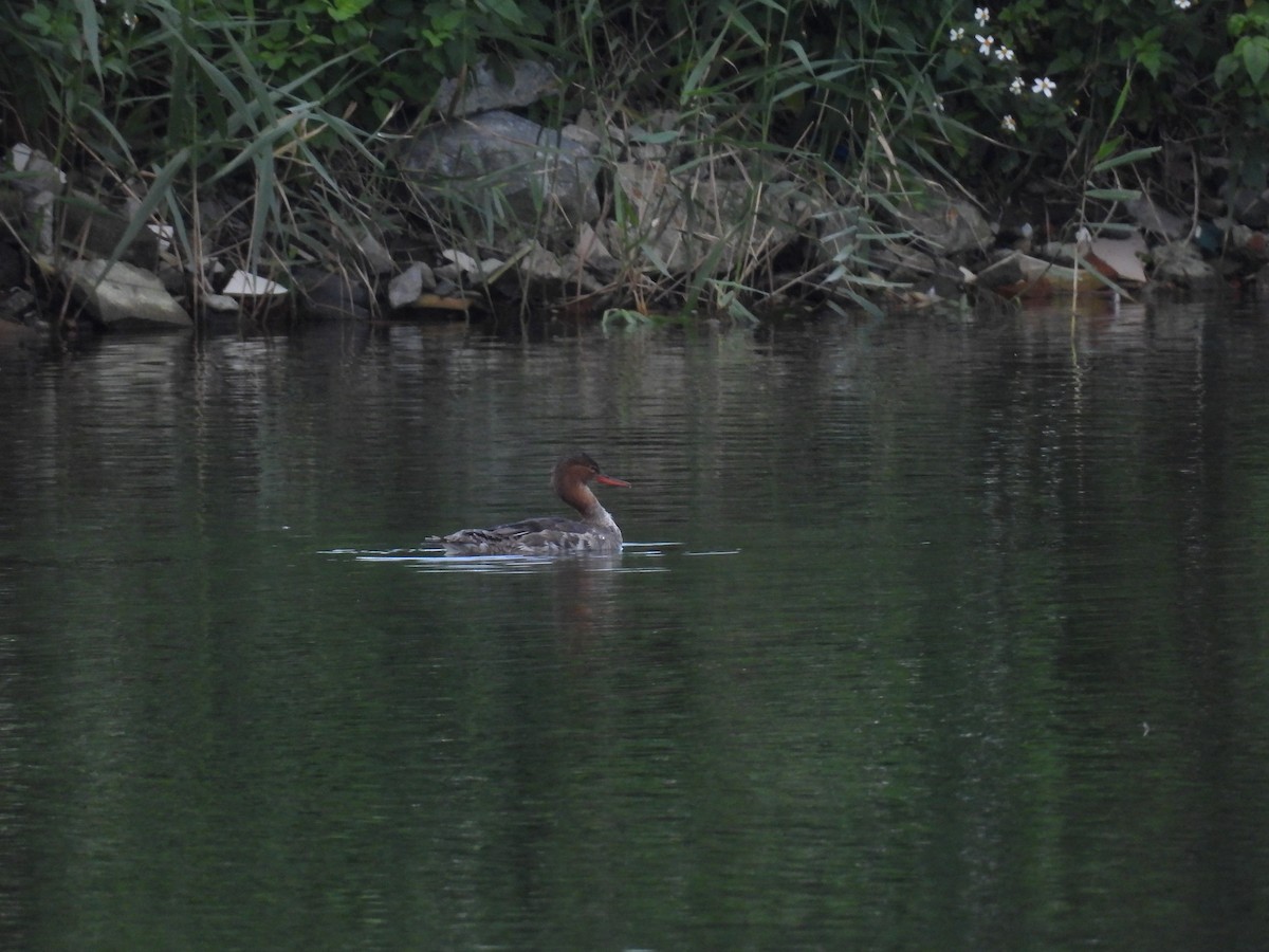 Tarakdiş - ML648933350