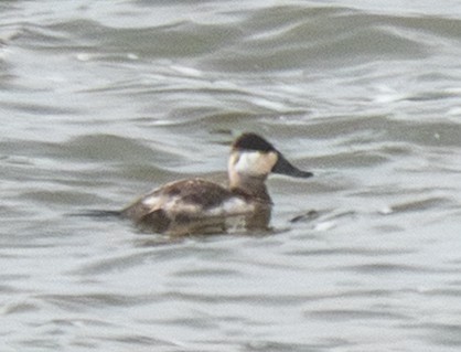 Amerika Dikkuyruğu - ML648933351