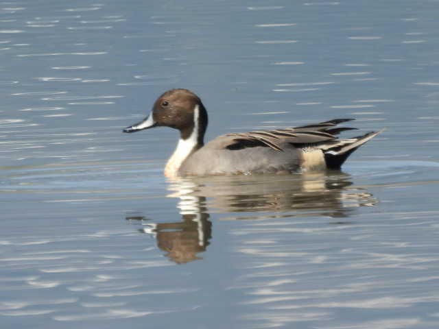 Kılkuyruk - ML648933353