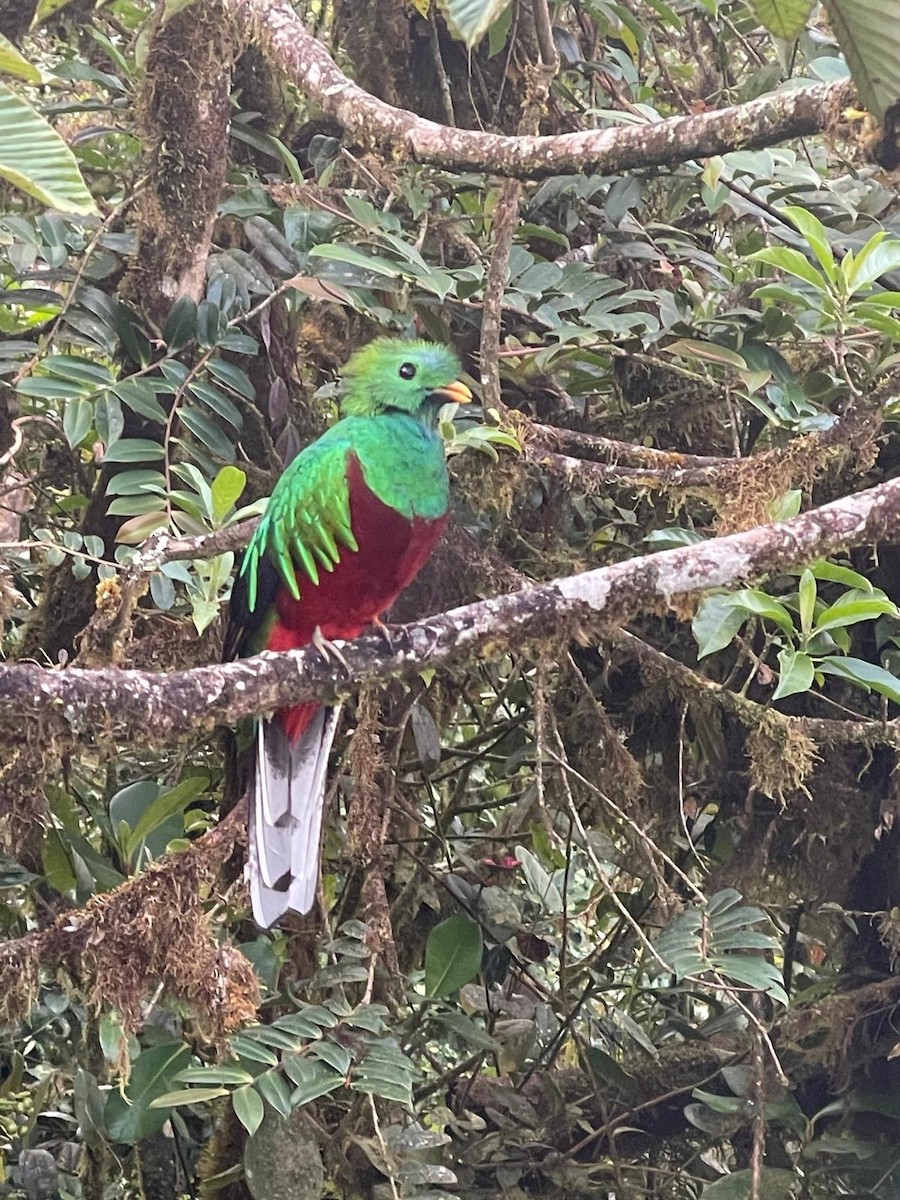 Muhteşem Ketzal - ML648933355