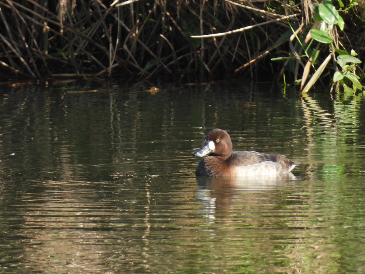 Karabaş Patka - ML648933356