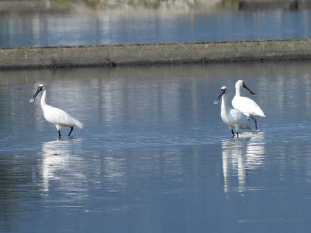 Küçük Kaşıkçı - ML648933357