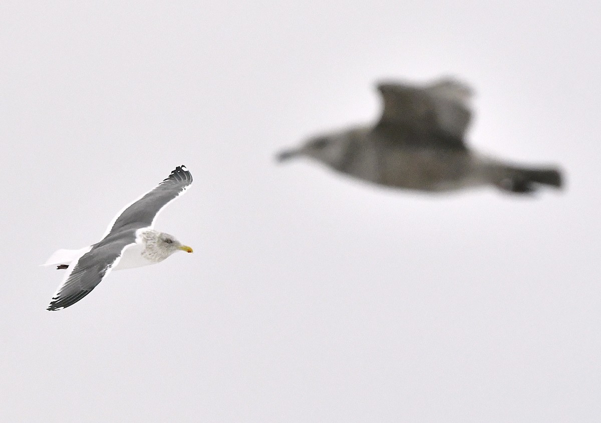 Japon Martısı - ML648933358