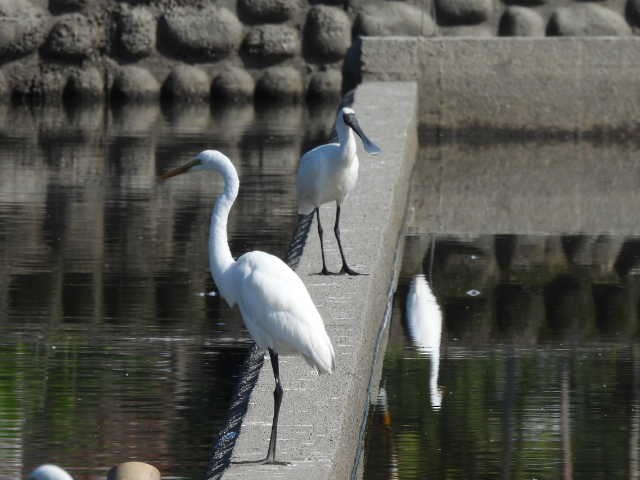 Küçük Kaşıkçı - ML648933359