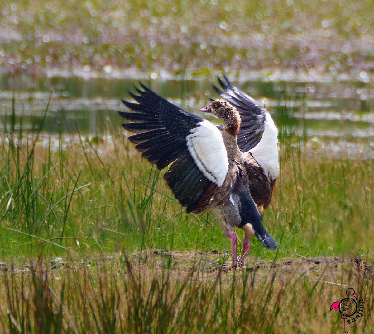 Nil Kazı - ML648933360