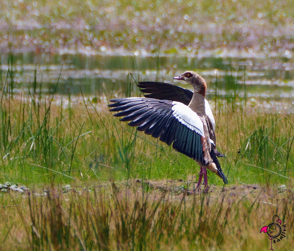 Nil Kazı - ML648933361