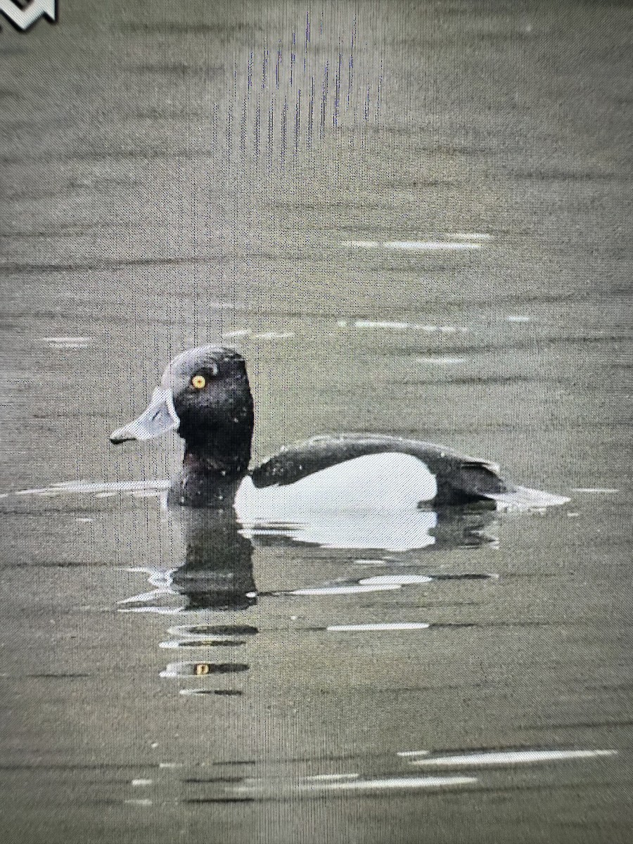 Halkalı Patka - ML648933362