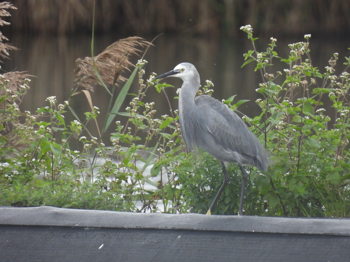 Küçük Ak Balıkçıl - ML648933363