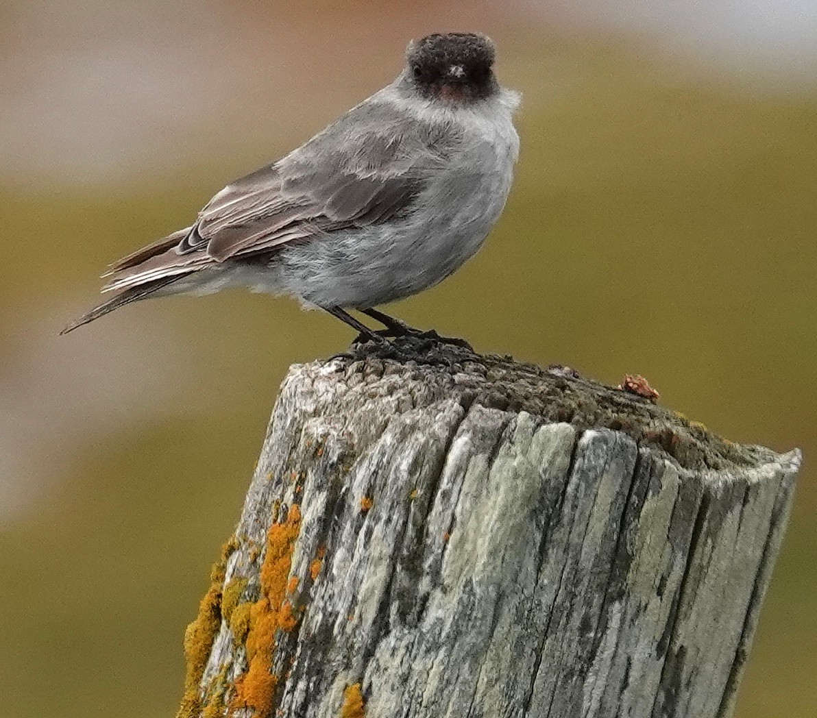 Esmer Yüzlü Yer Tiranı - ML648933364