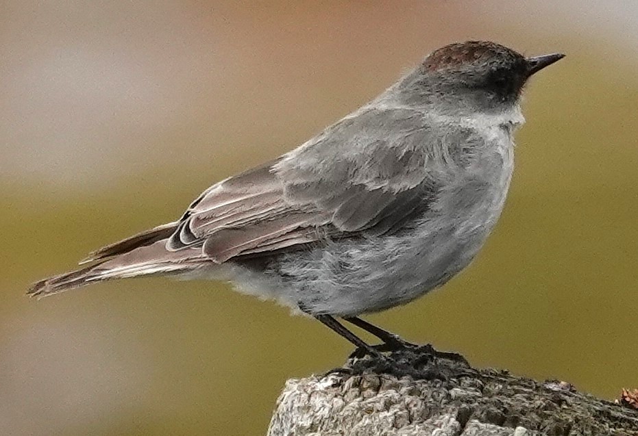 Esmer Yüzlü Yer Tiranı - ML648933366