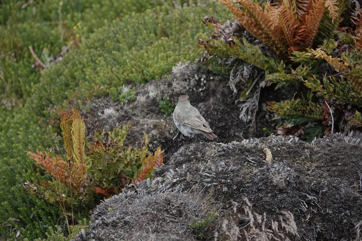 Esmer Yüzlü Yer Tiranı - ML648933367