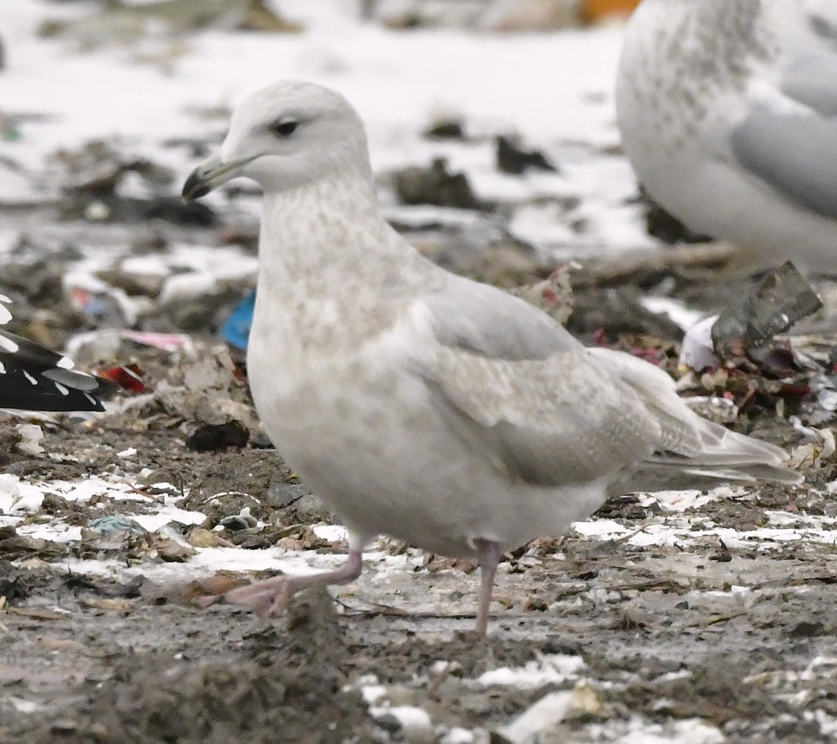 Grönland Martısı - ML648933368